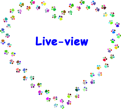 live-view - dog live viewing - Live-Ansicht